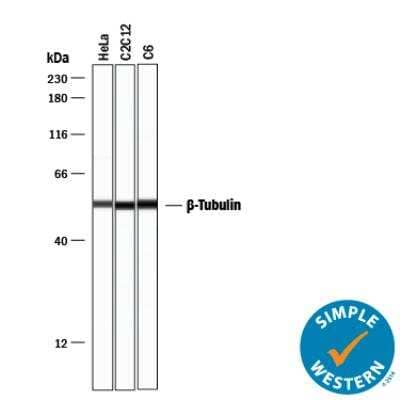 Simple Western: Loading Control (Simple Western) Antibody Pack [NBP3-06858] - Simple Western performed with monoclonal beta Tubulin antibody, NB600-936, on HeLa (human cervical cancer cell line), C2C12 (mouse myoblastoma) and C6 (rat glioma) at 1ug/ml dilution.