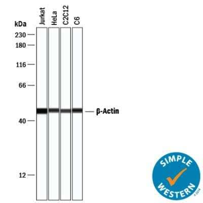 Simple Western: Loading Control (Simple Western) Antibody Pack [NBP3-06859] - Simple Western performed with monoclonal beta-Actin antibody, MAB8929, on Jurkat (human acute T cell leukemia), HeLa (human cervical cancer cell line), C2C12 (mouse myoblastoma) and C6 (rat glioma) at 1ug/ml dilution.