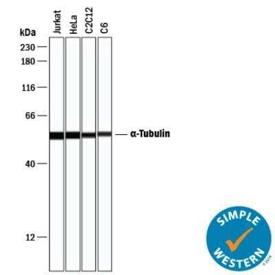 Simple Western: Loading Control (Simple Western) Antibody Pack [NBP3-06859] - Simple Western performed with monoclonal alpha Tubulin antibody, NB100-690, on Jurkat (human acute T cell leukemia), HeLa (human cervical cancer cell line), C2C12 (mouse myoblastoma) and C6 (rat glioma) at 1ug/ml dilution.