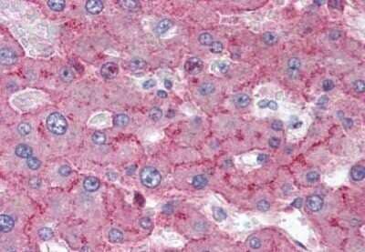 Immunohistochemistry-Paraffin: Low Density LRP Antibody (Alpha 2MR alpha-2) [NBP1-40121] - Analysis of anti-LRP1 / Low Density LRP antibody with human liver at concentration 10 ug/ml.