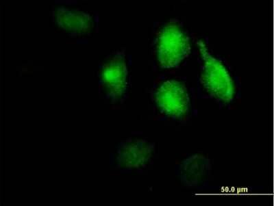 Immunocytochemistry/Immunofluorescence: Low Density LRP Antibody [H00004035-B01P] - Analysis of purified antibody to LRP1 on HeLa cell. (antibody concentration 10 ug/ml)