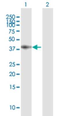 Western Blot: Low Density LRP Antibody [H00004035-B01P] - Analysis of LRP1 expression in transfected 293T cell line by LRP1 polyclonal antibody.  Lane 1: LRP1 transfected lysate(32.12 KDa). Lane 2: Non-transfected lysate.