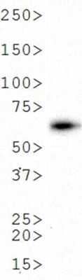 Western Blot: Luciferase Antibody (Luci 21 1-107) - Azide and BSA Free [NBP2-80837] - WB analysis of NB600-307 on Luciferase Protein (NB810-74573) Image from the standard format of this antibody.