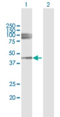 Western Blot: Lumican Antibody [H00004060-B01P] - Analysis of LUM expression in transfected 293T cell line by LUM polyclonal antibody.  Lane 1: LUM transfected lysate(37.18 KDa). Lane 2: Non-transfected lysate.