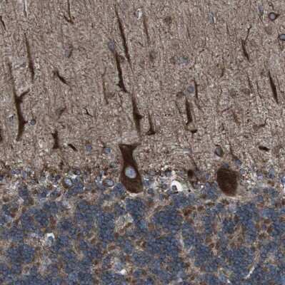Immunohistochemistry-Paraffin: Lunapark Antibody [NBP1-80637] - Staining of human cerebellum shows strong granular cytoplasmic positivity in Purkinje cells.