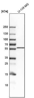 Western Blot: Lunapark Antibody [NBP1-80637] - Analysis in human cell line U-138 MG.