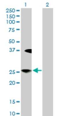 Western Blot: Lunatic Fringe Antibody [H00003955-D01P] - Analysis of LFNG expression in transfected 293T cell line by LFNG polyclonal antibody.Lane 1: LFNG transfected lysate(28.20 KDa).Lane 2: Non-transfected lysate.