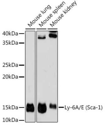 Western Blot Ly-6A/E Antibody (4N5K2)