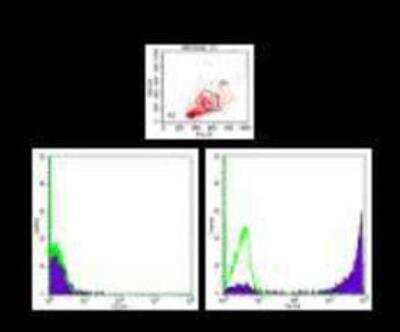 Flow Cytometry: Ly-6G/Ly-6C Antibody (RB6-8C5) [NBP2-00441PE] - Total BALB/c bone marrow cell suspension was stained with Anti-Mouse Ly-6G (Gr-1) PE. Viable cells were gated on lymphoid (R2) and myeloid (R3) populations based on their scatter. Restricted expression of Ly-6G by myeloid lineage (B) and not by lymphoid lineage (A) is demonstrated. Green histograms are autofluorescence of bone marrow cells.