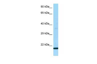Western Blot Ly-6G5B Antibody - BSA Free