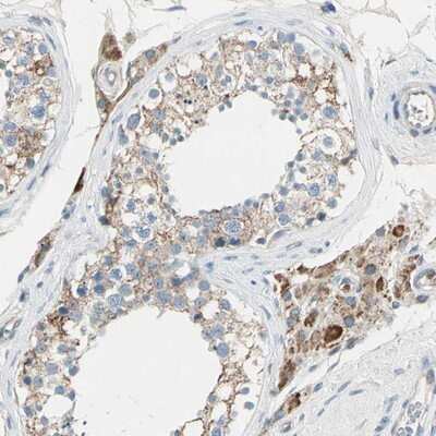 Immunohistochemistry-Paraffin: Ly-6G6F Antibody [NBP1-86749] - Staining of human testis shows strong cytoplasmic positivity in cells in seminiferus ducts, leydig cells.