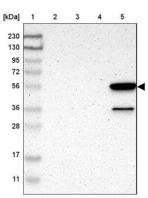 Western Blot Ly-6G6F Antibody