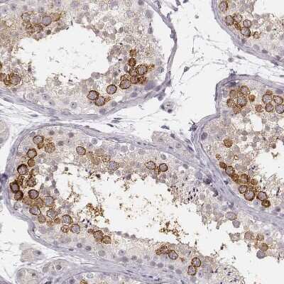 Immunohistochemistry-Paraffin: Ly6K Antibody [NBP1-84340] - Staining of human testis shows strong cytoplasmic positivity in cells in seminiferous ducts.