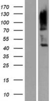 Western Blot CD229/SLAMF3/Lymphocyte Antigen 9 Overexpression Lysate