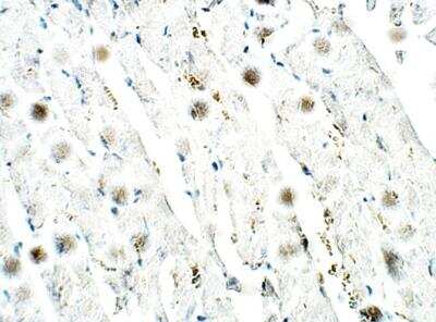 Immunohistochemistry-Paraffin: Lymphocyte Expansion Molecule Antibody [NBP3-12323] - Mouse Heart. 1:50 dilution in IHC blocking buffer. DAB (brown) staining and Hematoxylin QS (blue) counterstain. 40X magnification.