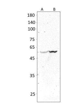 Western Blot: Lymphocyte Expansion Molecule Antibody [NBP3-12323] - Mouse Heart. Antibody dilution 1:500 in DiluObuffer. Apparent MW is 50 KDa.