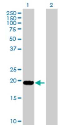 Western Blot: Lymphotoxin-alpha/TNF-beta Antibody [H00004049-D01P] - Analysis of LTA expression in transfected 293T cell line by LTA polyclonal antibody.Lane 1: LTA transfected lysate(22.30 KDa).Lane 2: Non-transfected lysate.
