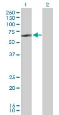 Western Blot: Lyn Antibody [H00004067-D01P] - Analysis of LYN expression in transfected 293T cell line by LYN polyclonal antibody.Lane 1: LYN transfected lysate(58.60 KDa).Lane 2: Non-transfected lysate.