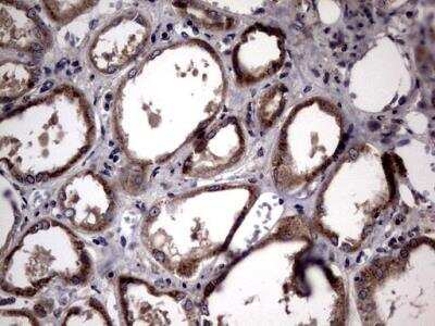 Immunohistochemistry-Paraffin: Lysine Hydroxylase 2/PLOD2 Antibody (6D1) [NBP2-46451] - Analysis of Human Kidney tissue.