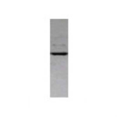 Western Blot: Lysine Hydroxylase 2/PLOD2 Antibody [22440002] - Western Blot was performed using affinity purified SEQer PLOD2 antibody. The lanes contain 5-30ug of a whole cell extract.  Final concentration of antibodies = 0.1ug/ml (1:10,000 dilution).