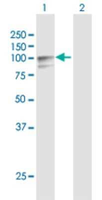 Western Blot: Lysine Hydroxylase 2/PLOD2 Antibody [H00005352-D01P] - Analysis of PLOD2 expression in transfected 293T cell line by PLOD2 polyclonal antibody.Lane 1: PLOD2 transfected lysate(87.10 KDa).Lane 2: Non-transfected lysate.