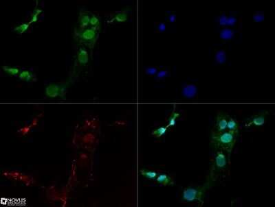Immunocytochemistry/Immunofluorescence: Lysine (K)-specific Demethylase 3A/KDM3A/JMJD1A Antibody (1E12) - Azide and BSA Free [NBP2-80839] - JMJD1A antibody was tested at 1:10 in Ntera2 cells with Dylight 488 (green). Nuclei and alpha-tubulin were counterstained with DAPI (blue) and Dylight 550 (red). Image objective 40x. Image from the standard format of this antibody.