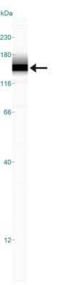 Simple Western: Lysine (K)-specific Demethylase 3A/KDM3A/JMJD1A Antibody (1E12) - Azide and BSA Free [NBP2-80839] - Simple Western lane view shows a specific band for JMJD1A in 0.5 mg/ml of HepG2 lysate. This experiment was performed under reducing conditions using the 12-230 kDa separation system. Image from the standard format of this antibody.