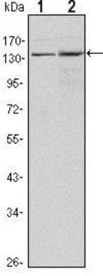Western Blot: Lysine (K)-specific Demethylase 3A/KDM3A/JMJD1A Antibody (1E12) - Azide and BSA Free [NBP2-80839] - Western blot analysis using JMJD1A mouse mAb against Hela (1) and HepG2 (2) cell lysates. Image from the standard format of this antibody.