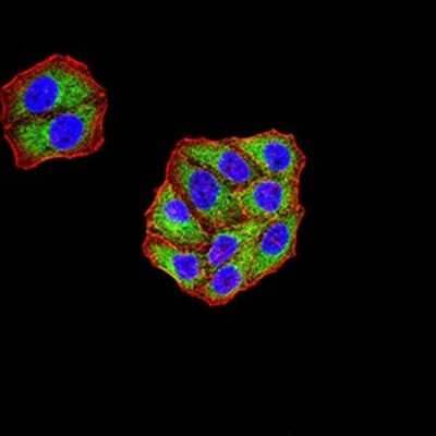 Immunocytochemistry/Immunofluorescence: Lysine (K)-specific Demethylase 3A/KDM3A/JMJD1A Antibody (3G10C2) [NBP2-61819] - Analysis of Hela cells using KDM3A mouse mAb (green). Blue: DRAQ5 fluorescent DNA dye. Red: Actin filaments have been labeled with Alexa Fluor- 555 phalloidin. Goat anti-Mouse IgG (H+L) DyLight 488 secondary antibody was used. 