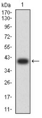 Western Blot: Lysine (K)-specific Demethylase 3A/KDM3A/JMJD1A Antibody (3G10C2) [NBP2-61819] - Analysis using KDM3A mAb against human KDM3A (AA: 311-445) recombinant protein. (Expected MW is 40.3 kDa)