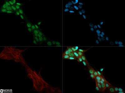 Immunocytochemistry/Immunofluorescence: Lysine (K)-specific Demethylase 3A/KDM3A/JMJD1A Antibody [NBP1-49601] -  JMJD1A antibody was tested in MCF-7 cells with Dylight 488 (green). Nuclei and alpha-tubulin were counterstained with DAPI (blue) and Dylight 550 (red).