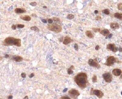 Immunohistochemistry-Paraffin: Lysine (K)-specific Demethylase 3A/KDM3A/JMJD1A Antibody [NBP1-49601] - Staining of JMJD1A in paraffin embedded mouse brain.