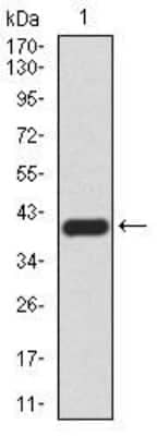 Western Blot: Lysine (K)-specific Demethylase 4A/KDM4A/JMJD2A Antibody (6E10G4) [NBP2-52499] - Western blot analysis using KDM4A mAb against human KDM4A (AA: 932-1057) recombinant protein. (Expected MW is 40.6 kDa)