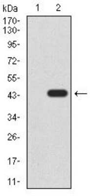 Western Blot: Lysine (K)-specific Demethylase 4A/KDM4A/JMJD2A Antibody (6E10G4) [NBP2-52499] - Analysis using KDM4A mAb against HEK293 (1) and KDM4A (AA: 932-1057)-hIgGFc transfected HEK293 (2) cell lysate.