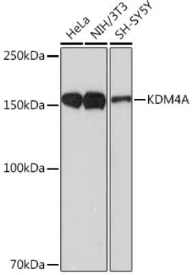 Western Blot: Lysine (K)-specific Demethylase 4A/KDM4A/JMJD2A Antibody (9A9G6) [NBP3-16799] - Western blot analysis of extracts of various cell lines, using Lysine (K)-specific Demethylase 4A/KDM4A/JMJD2A Rabbit mAb (NBP3-16799) at 1:1000 dilution. Secondary antibody: HRP Goat Anti-Rabbit IgG (H+L) at 1:10000 dilution. Lysates/proteins: 25ug per lane. Blocking buffer: 3% nonfat dry milk in TBST. Detection: ECL Basic Kit. Exposure time: 90s.