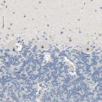 Immunohistochemistry-Paraffin: Lysine (K)-specific Demethylase 4A/KDM4A/JMJD2A Antibody [NBP1-87855] - Staining of human cerebellum shows strong positivity in nucleoli in Purkinje cells.