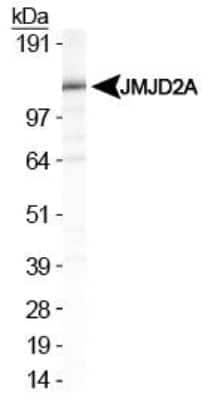 Western Blot: Lysine (K)-specific Demethylase 4A/KDM4A/JMJD2A Antibody [NBP1-49602] - Analysis of JMJDA in HeLa nuclear extracts.