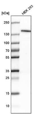 Western Blot: Lysine (K)-specific Demethylase 4A/KDM4A/JMJD2A Antibody [NBP1-87855] - Analysis in human cell line HEK 293.