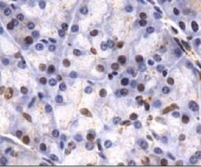 Immunohistochemistry-Paraffin: Lysine (K)-specific Demethylase 4C/KDM4C/JMJD2C Antibody [NBP1-49600] - Staining of JMJD2C in paraffin embedded mouse pancreas using DAB with hematoxylin counterstain.