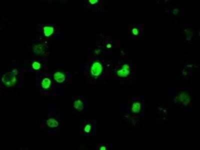 Flow Cytometry: Lysine (K)-specific Demethylase 4C/KDM4C/JMJD2C Antibody (OTI5B9) - Azide and BSA Free [NBP2-72553] - Staining of COS7 cells transiently transfected by pCMV6-ENTRY JMJD2C.