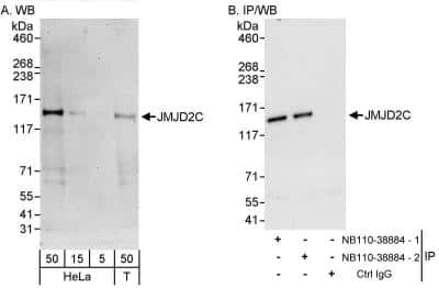 Western Blot Lysine (K)-specific Demethylase 4C/KDM4C/JMJD2C Antibody