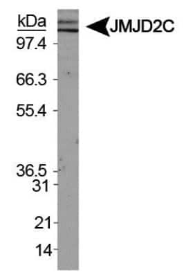 Western Blot: Lysine (K)-specific Demethylase 4C/KDM4C/JMJD2C Antibody [NBP1-49600] - Analysis of JMJD2C in HeLa nuclear extracts.