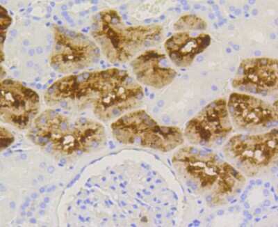 Immunohistochemistry-Paraffin: Lysozyme Antibody (ST50-02) [NBP2-67507] - Analysis of paraffin-embedded human kidney tissue using anti-Lysozyme antibody. Counter stained with hematoxylin.