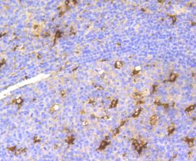 Immunohistochemistry-Paraffin: Lysozyme Antibody (ST50-02) [NBP2-67507] - Analysis of paraffin-embedded human tonsil tissue using anti-Lysozyme antibody. Counter stained with hematoxylin.