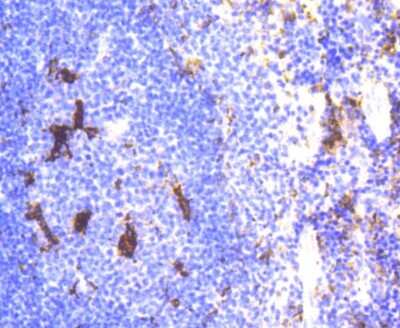 Immunohistochemistry-Paraffin: Lysozyme Antibody (ST50-02) [NBP2-67507] - Analysis of paraffin-embedded mouse spleen tissue using anti-Lysozyme antibody. Counter stained with hematoxylin.