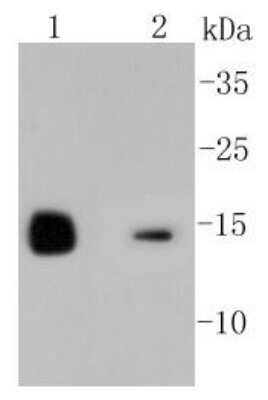 Western Blot: Lysozyme Antibody (ST50-02) [NBP2-67507] - Analysis of Lysozyme on different lysates using anti-Lysozyme antibody at 1/1,000 dilution. Positive control: Lane 1: Mouse kidney Lane 2: HL-60