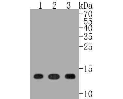 Western Blot: Lysozyme Antibody (ST50-02) [NBP2-67507] - Western blot analysis of Lysozyme on different lysates. Proteins were transferred to a PVDF membrane and blocked with 5% BSA in PBS for 1 hour at room temperature. The primary antibody (1/500) was used in 5% BSA at room temperature for 2 hours. Goat Anti-