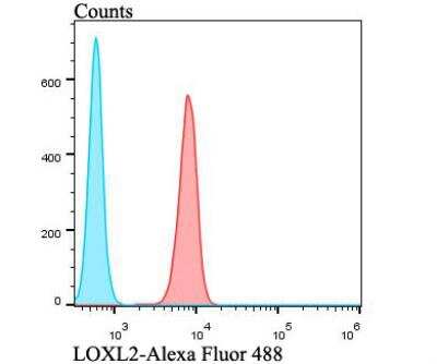 Flow Cytometry: Lysyl Oxidase Homolog 2/LOXL2 Antibody [NBP2-76946] - Flow cytometric analysis of A549 cells with LOXL2 antibody at 1/100 dilution (red) compared with an unlabelled control (cells without incubation with primary antibody; blue). Alexa Fluor 488-conjugated goat anti-rabbit IgG was used as the secondary antibody.