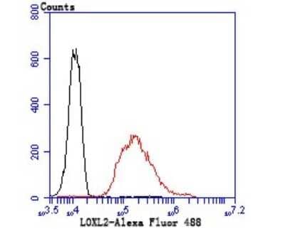 Flow Cytometry: Lysyl Oxidase Homolog 2/LOXL2 Antibody (JU32-53) [NBP2-75559] - Analysis of A549 cells with LOXL2 antibody at 1/100 dilution (red) compared with an unlabelled control (cells without incubation with primary antibody; black). Alexa Fluor 488-conjugated goat anti rabbit IgG was used as the secondary antibody.