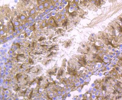 Immunohistochemistry-Paraffin: Lysyl Oxidase Homolog 2/LOXL2 Antibody (JU32-53) [NBP2-75559] - Analysis of paraffin-embedded mouse testis tissue using anti-LOXL2 antibody. Counter stained with hematoxylin.